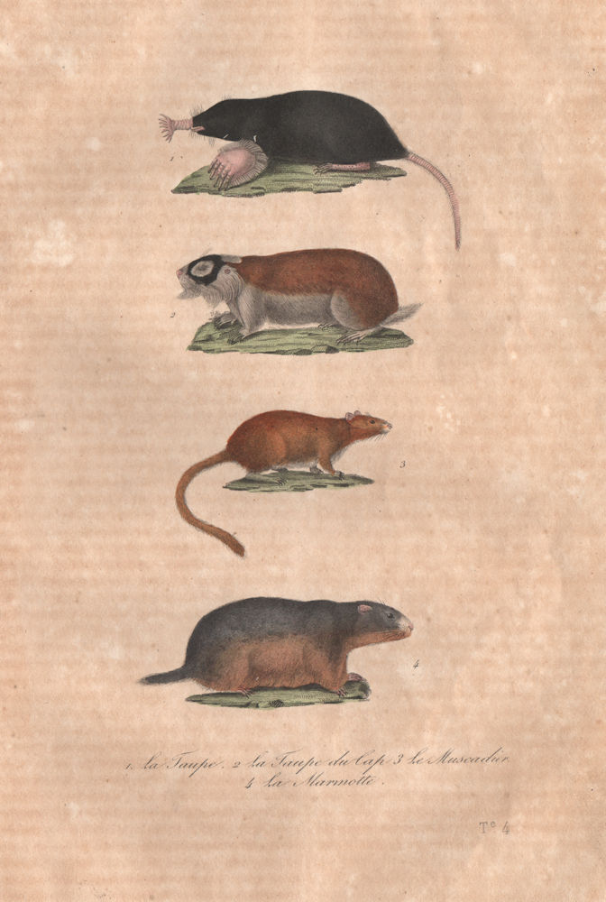 Associate Product MAMMALS. Taupe du Cap (Cape Mole Rat); Muscadier; Marmotte (Marmot). BUFFON 1837