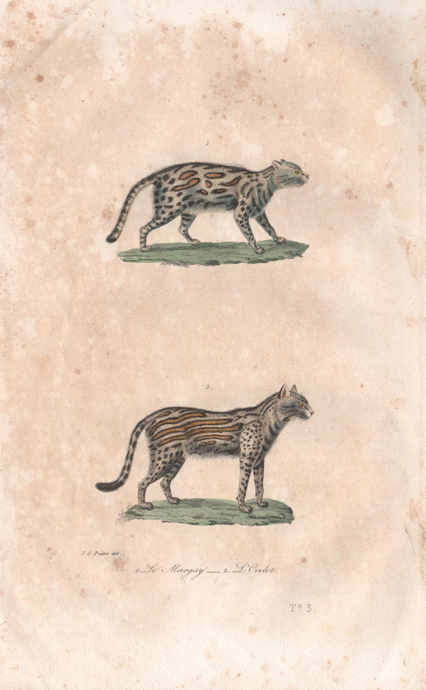 BIG CATS. Murgay (Margay); Ocelot. BUFFON 1837 old antique print picture