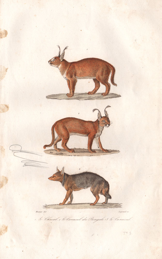 CARNIVORES. Chacal (Jackal); Caracal du Bengale; Caracal. BUFFON 1837 print