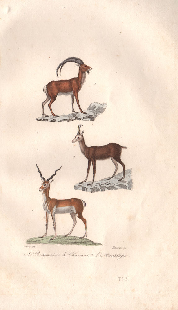 Associate Product UNGULATES. Bouquetin (Ibex); Chamois; Antilope (Antelope). BUFFON 1837 print