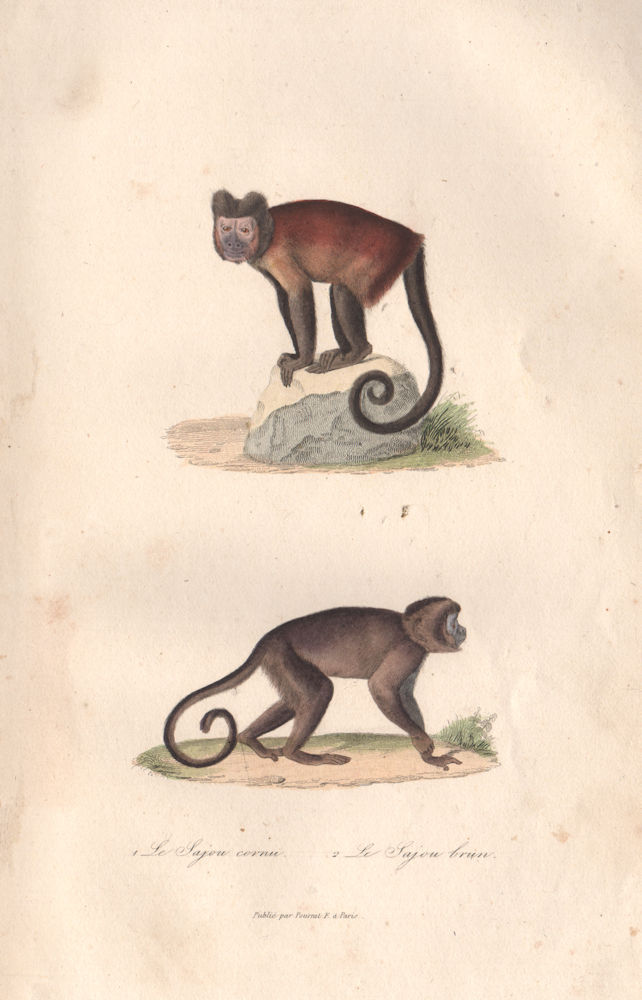 CAPUCHINS. Sajou Cornu & Brun (Black-horned & Tufted). Primates. BUFFON 1837