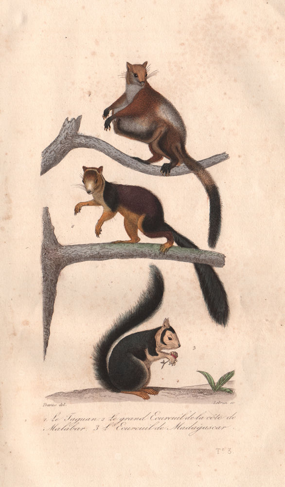 SQUIRRELS.  Flying, Indian Giant & Madagascan Squirrels. Taguan. BUFFON 1837