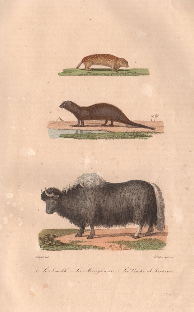 Associate Product MAMMALS. European Ground Squirrel; Mongoose; Yak. Souslik.Mangouste. BUFFON 1837