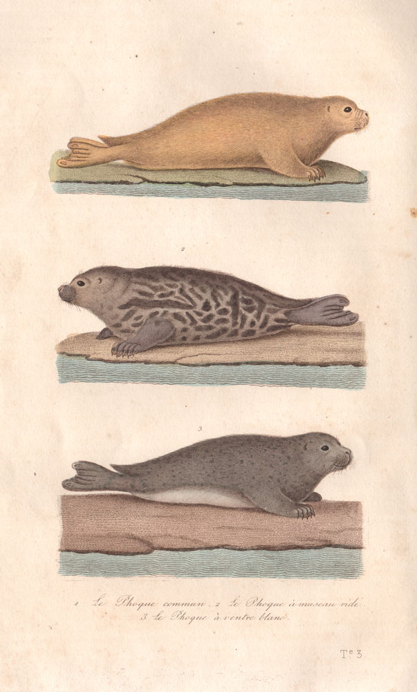 SEALS.Phoque Commun/Museau ride/Ventre Blanc (Harbour/Elephant/Monk).BUFFON 1837