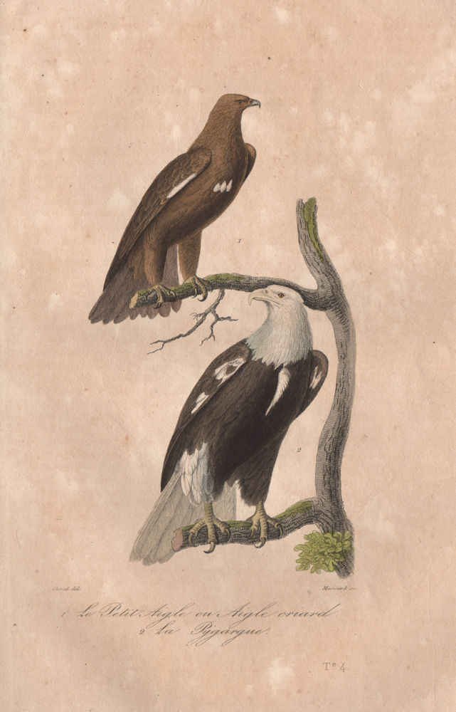 EAGLES. Aigle Criard (Bald Eagle); Pygargue (Sea Eagle). BUFFON 1837 old print