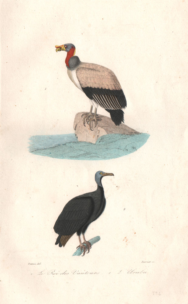VULTURES. Roi Des Vautours (King Vulture); Urubu (Turkey Vulture). BUFFON 1837