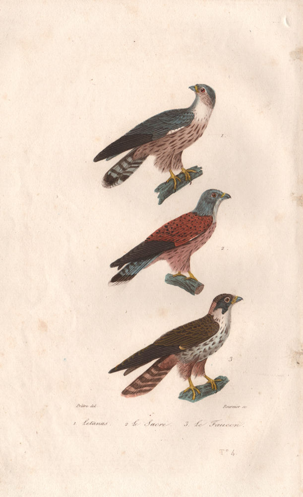 RAPTORS. Letanas (Osprey); Sacre (Saker Falcon); Faucon (Falcon). BUFFON 1837