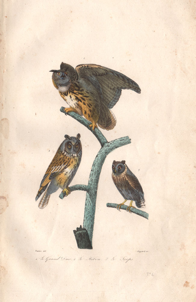OWLS. Grand duc (Eurasian Eagle Owl); Hibou; Scops Owl. BUFFON 1837 old print