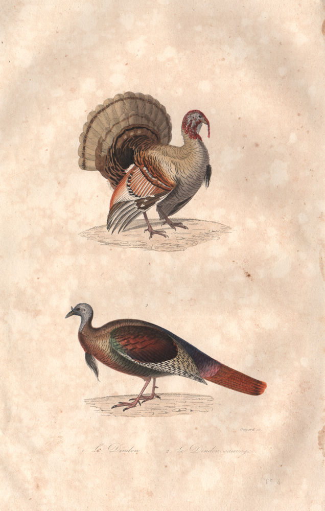 POULTRY. Dindon (Turkey); Dindon Sauvage (Wild Turkey). BUFFON 1837 old print