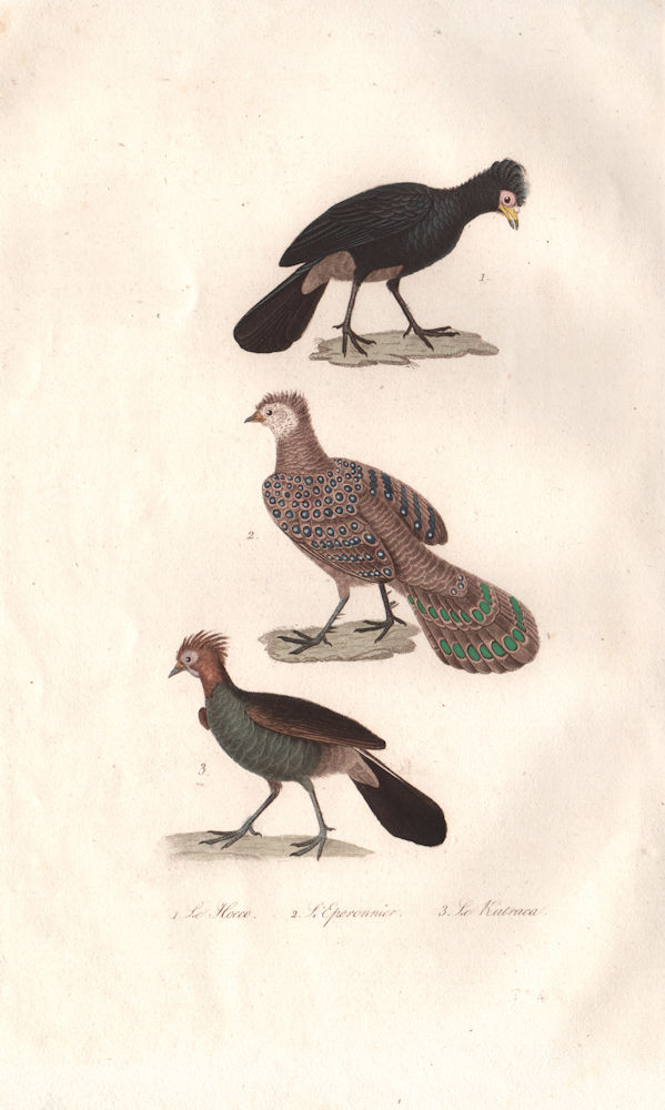 GALLIFORMES. Curassow; Peacock-pheasant; Chachalaca.Hocco. Katraca. BUFFON 1837
