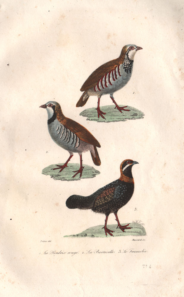 PHASIANIDAE. Red-Legged & Rock Partridges. Francolin. Perdrix. BUFFON 1837