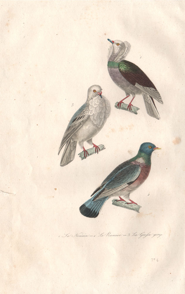 Associate Product COLUMBIDAE. Nonain; Ramier (Common Wood Pigeon); Grosse gorge. BUFFON 1837