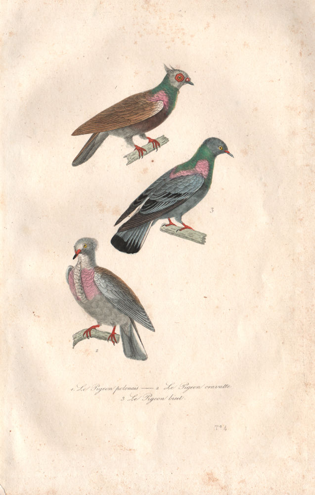 Associate Product COLUMBIDAE. Pigeon Polonais/cravatte/biset. Polish Pigeon, Rock Dove BUFFON 1837