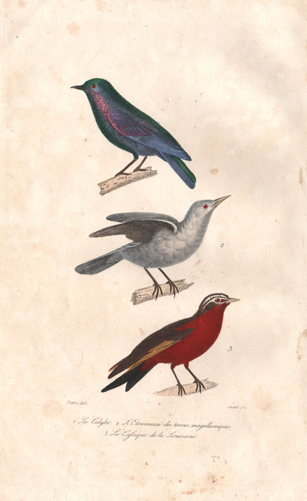 BIRDS. Metallic Starling?; Ochre-naped Ground-Tyrant; Cacique. BUFFON 1837