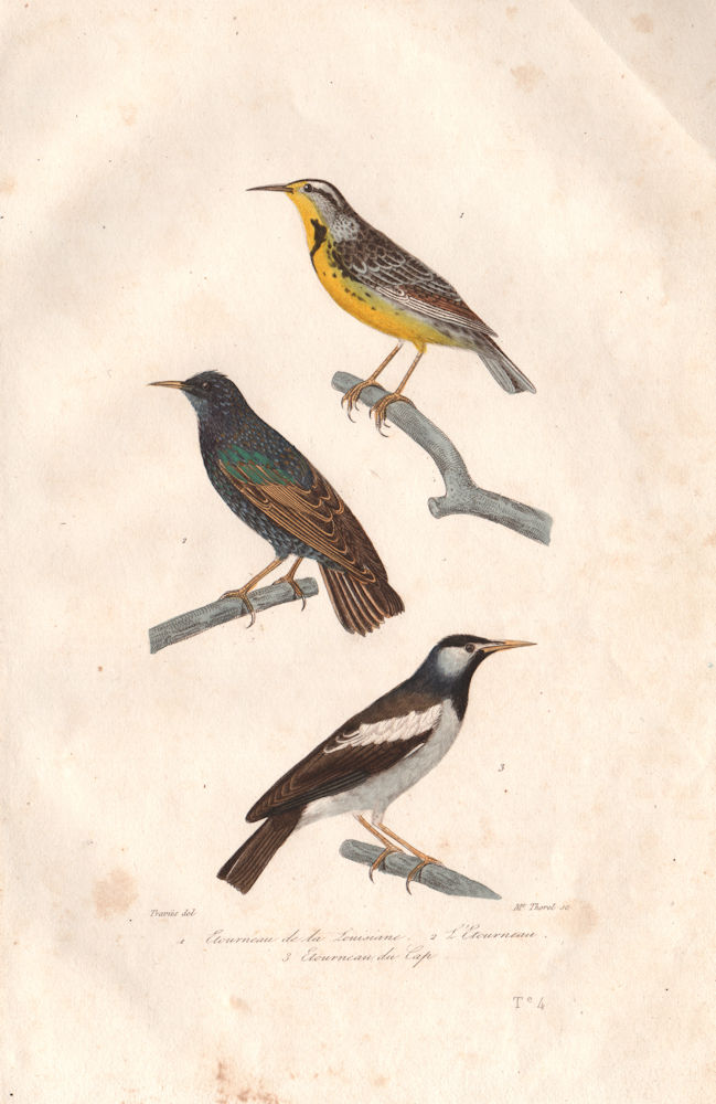 STARLINGS. Étourneau de Louisiane/ du Cap (Cape & Common Starlings). BUFFON 1837