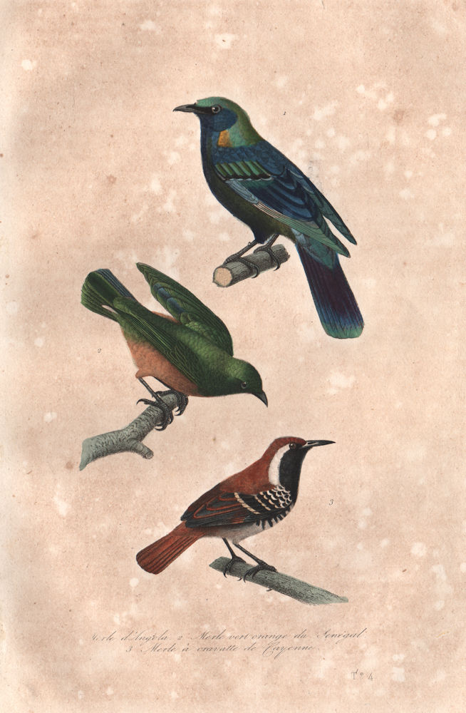 STARLINGS. Burchell's Glossy Starling; Chestnut bellied Starling. BUFFON 1837