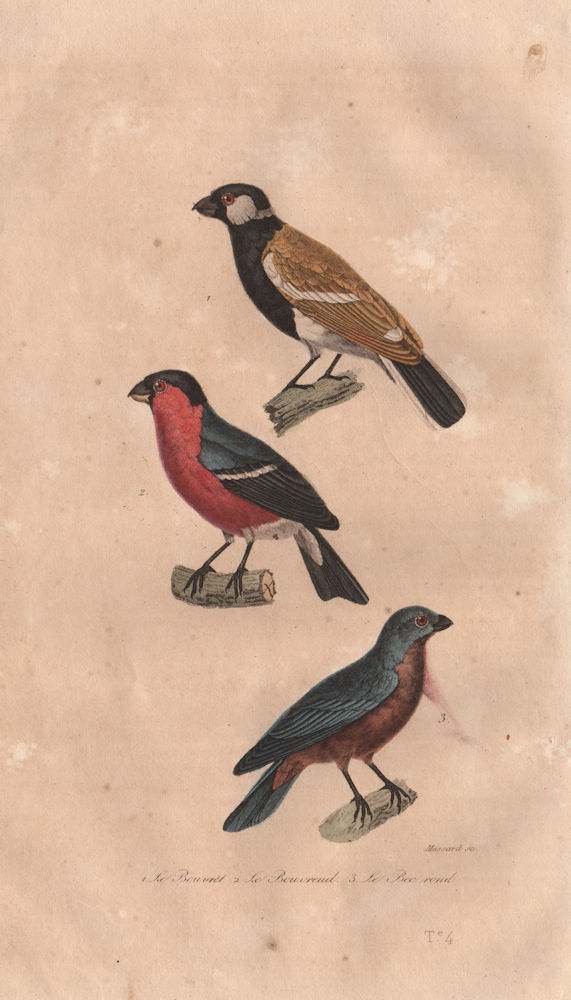 BIRDS. Bouvrel; Bouvreuil (Bullfinch); Bec Rond (Blue Grosbeak). BUFFON 1837