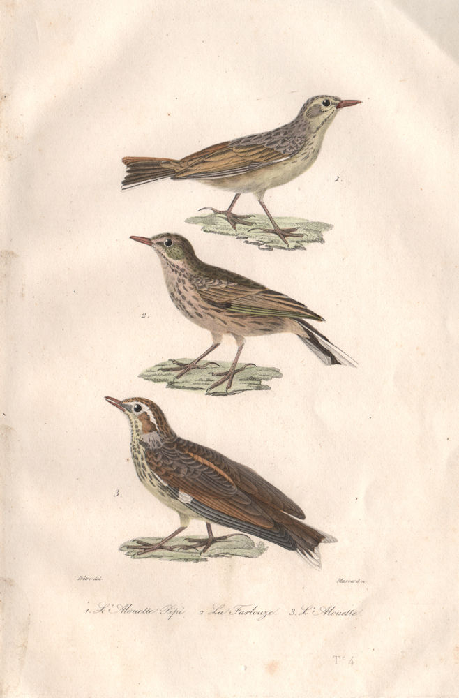 BIRDS. Alouette Pipi; Pipi Farlouse (Meadow Pipit); Alouette (Lark). BUFFON 1837