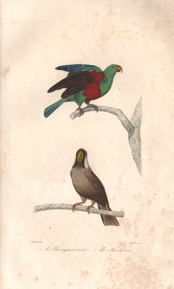BIRDS. Perroquet vert (Green Parrot); Mascarin (Mascarene Parrot). BUFFON 1837