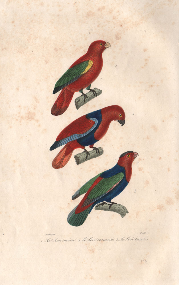 BIRDS. Chattering Lory; Eclectus Parrot; Black-capped Lory. BUFFON 1837 print