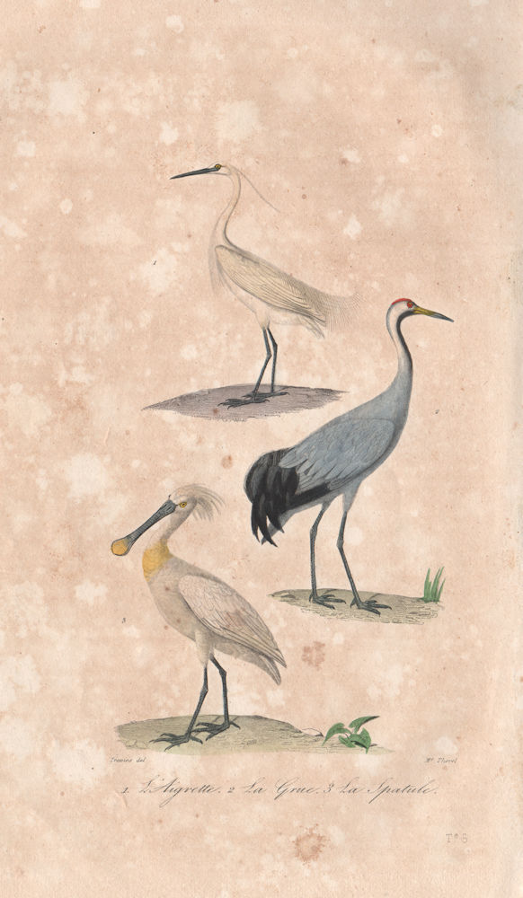 Associate Product BIRDS. Aigrette (Egret); Grue (Crane); Spatule (Spoonbill). BUFFON 1837 print