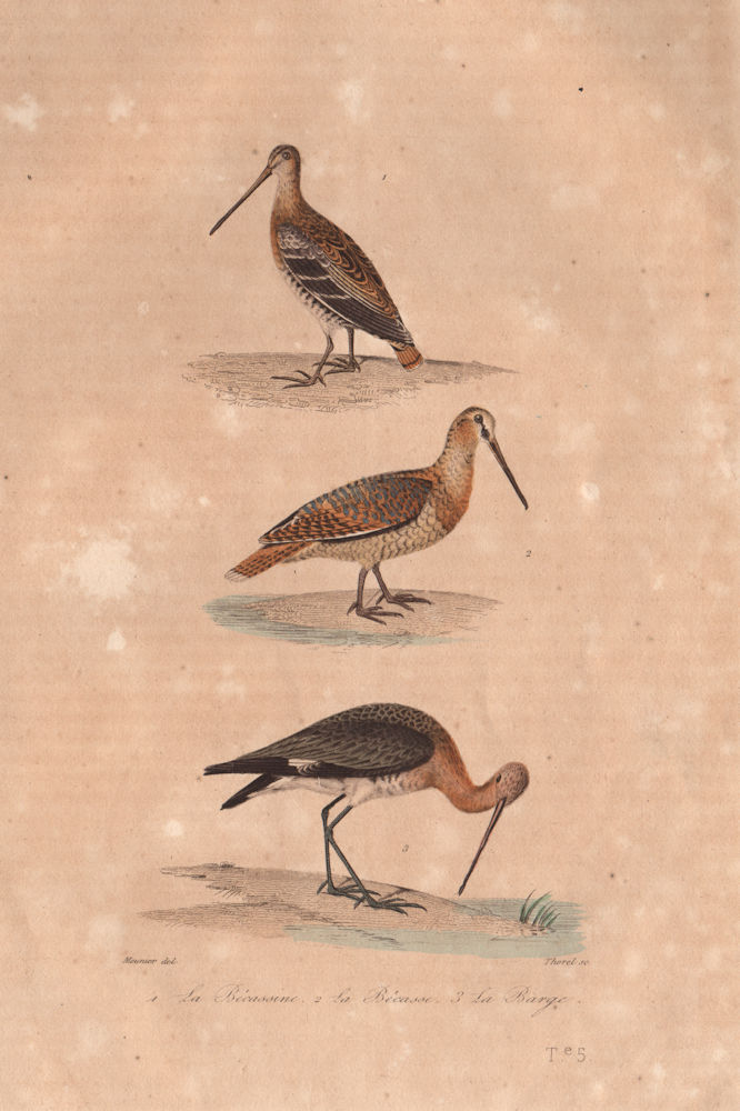 SCOLOPACI. Bécassine (Snipe); Bécasse (Woodcock); Barge (Godwit). BUFFON 1837