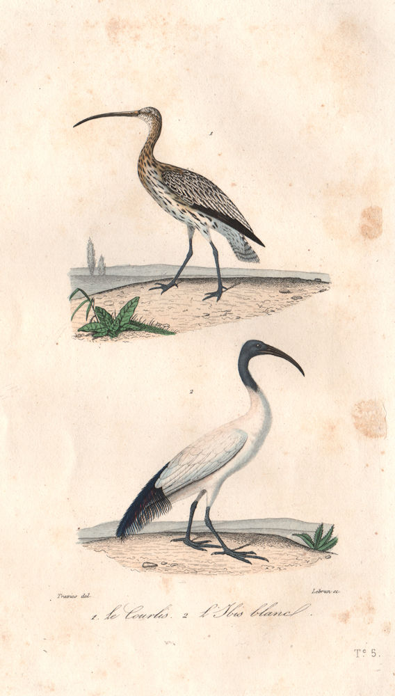 BIRDS. Courlis (Curlew); Ibis Blanc (White Ibis). BUFFON 1837 old print
