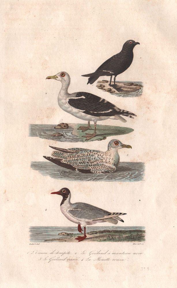 SEABIRDS. Storm Petrel Great/Lesser Black-backed & Black-Headed Gull BUFFON 1837