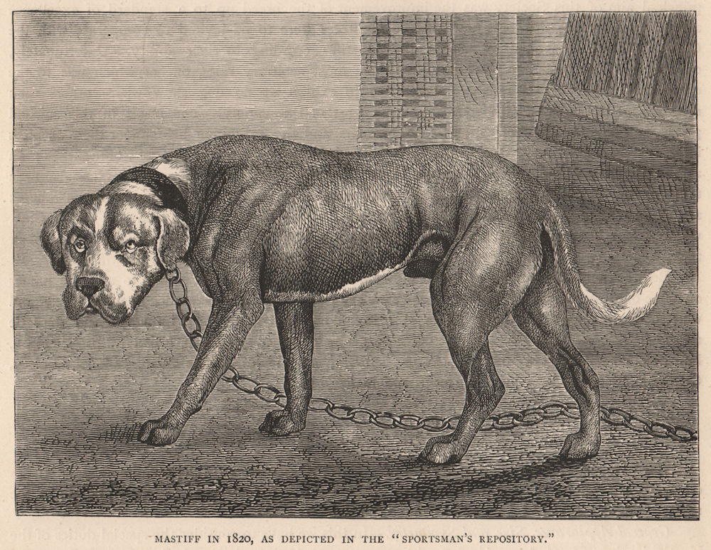 Associate Product DOGS. Mastiff in 1820, as depicted in the "Sportsman's repository" 1881 print