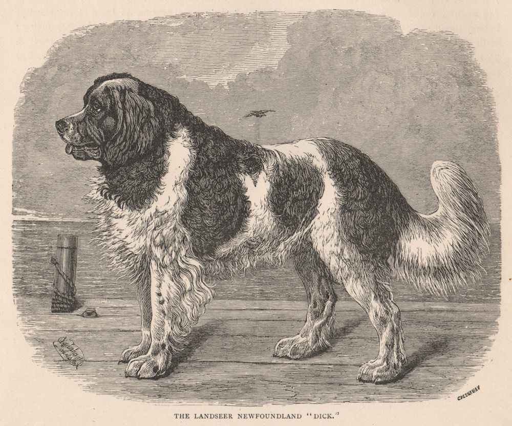 DOGS. The Landseer Newfoundland "Dick" 1881 old antique vintage print picture