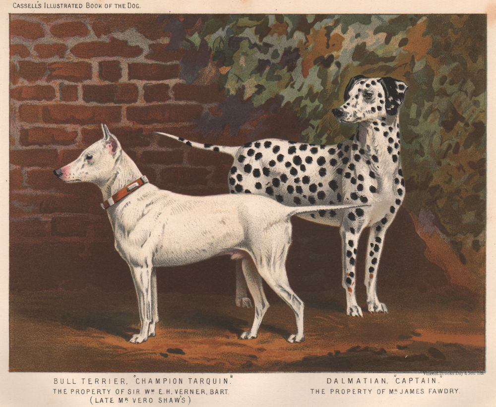 DOGS. Bull Terrier, "Champion Tarquin" 1881 old antique vintage print picture