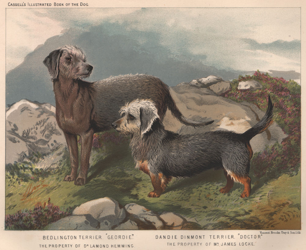 DOGS. Bedlington Terrier. "Geordie" 1881 old antique vintage print picture