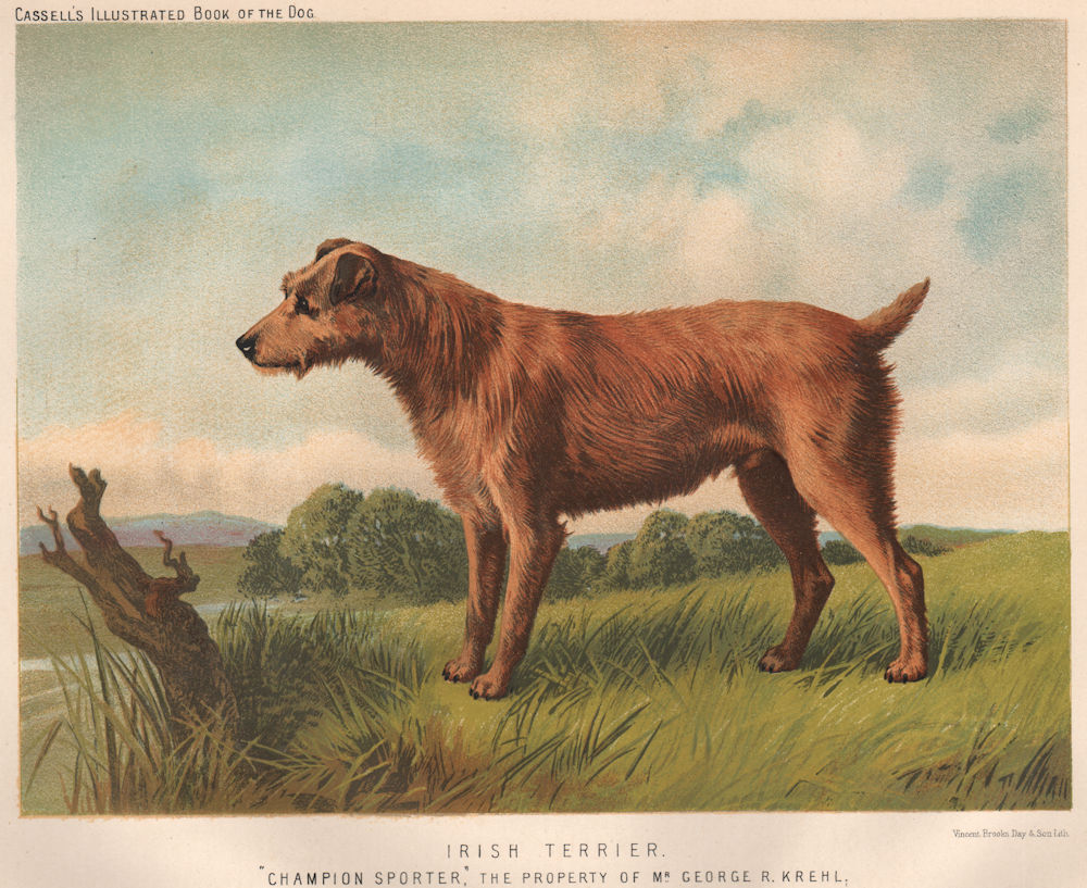 DOGS. Irish Terrier; "Champion Sporter" 1881 old antique vintage print picture