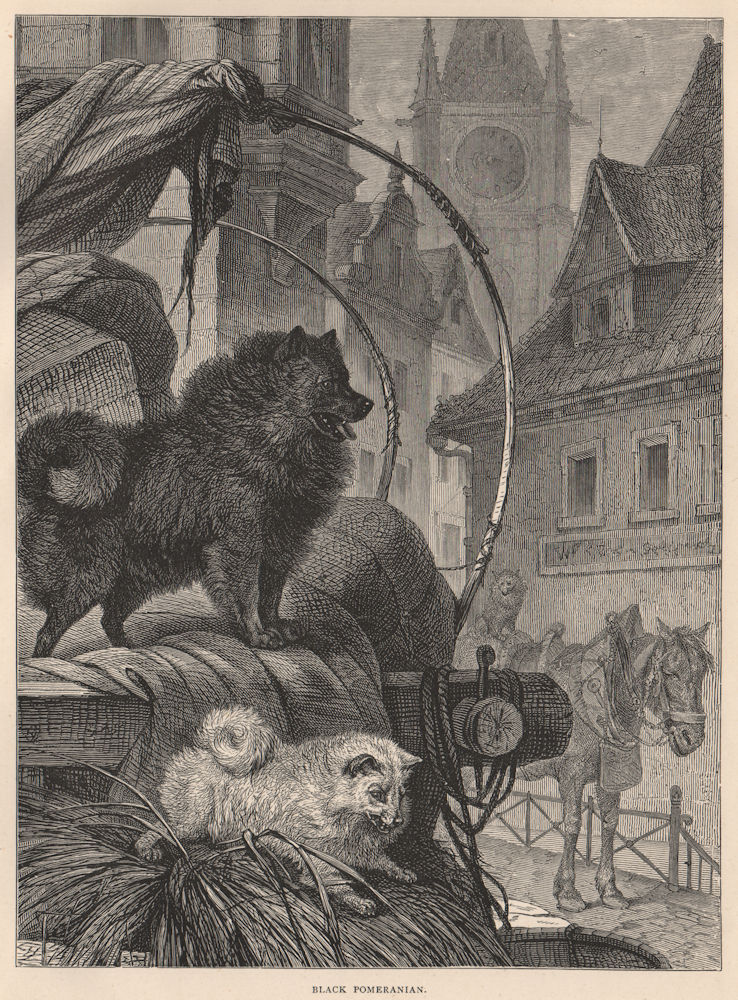 DOGS. Black Pomeranian 1881 old antique vintage print picture