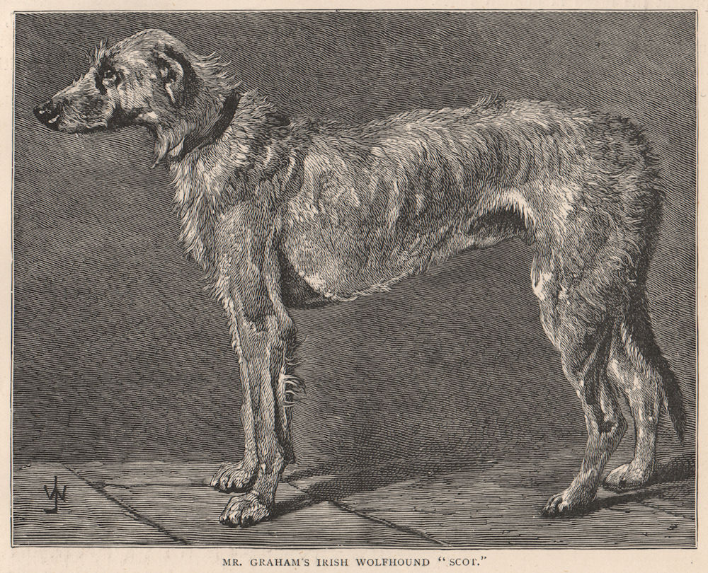 DOGS. Mr. Graham's Irish Wolfhound "Scot" 1881 old antique print picture