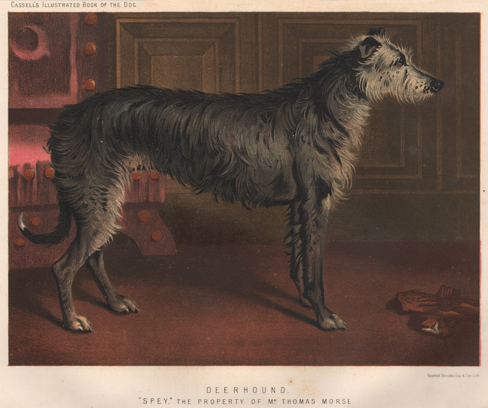 DOGS. Deerhound; "Spey" 1881 old antique vintage print picture