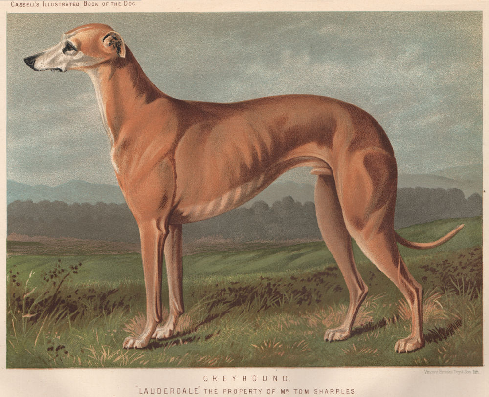 DOGS. Greyhound "Lauderdale" 1881 old antique vintage print picture