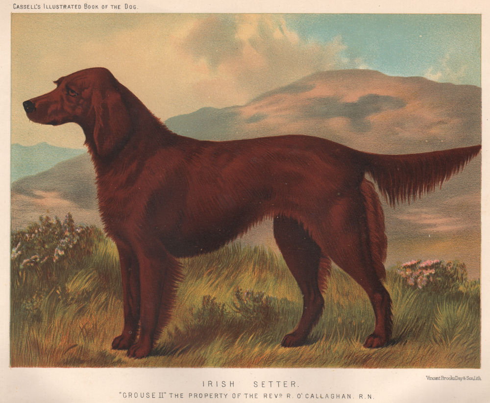 DOGS. Irish Setter; "Grouse II" 1881 old antique vintage print picture