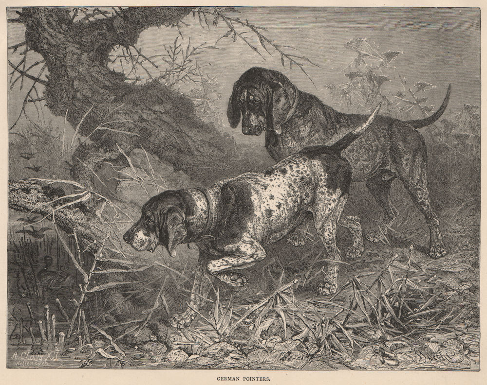 DOGS. German Pointers 1881 old antique vintage print picture