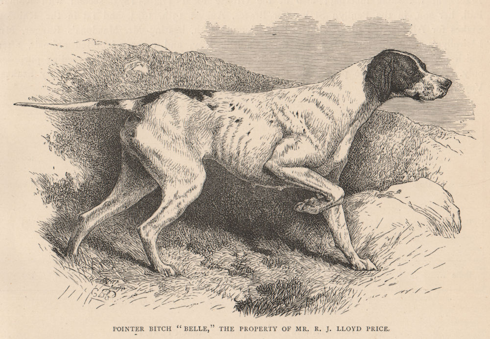 DOGS. Pointer Bitch "Belle" 1881 old antique vintage print picture
