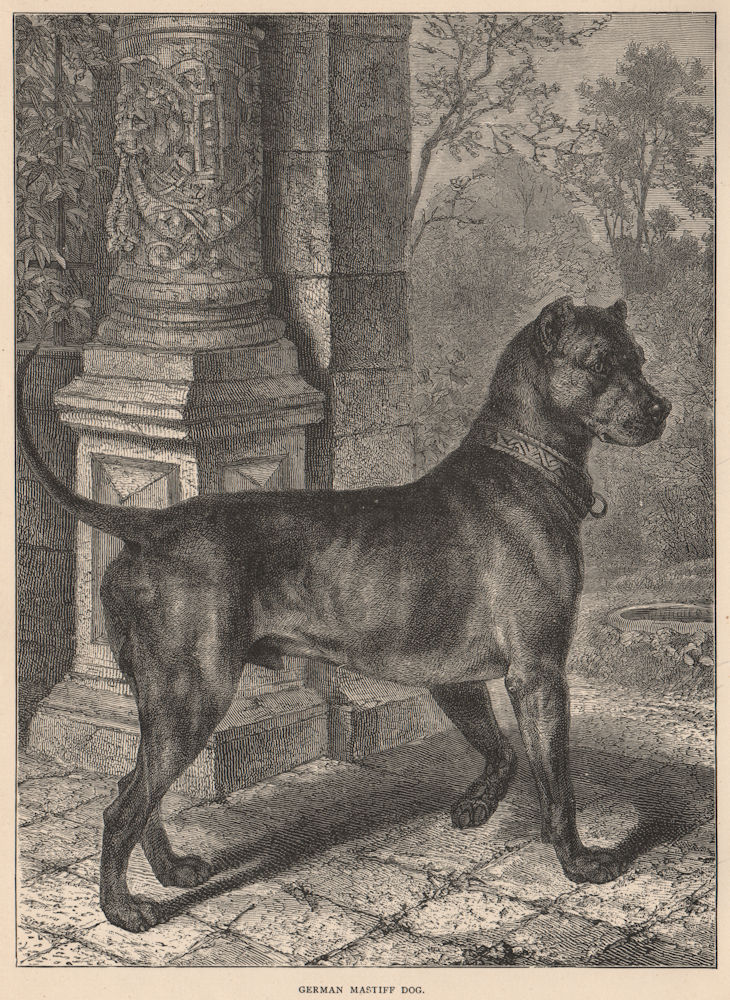 DOGS. German Mastiff Dog 1881 old antique vintage print picture