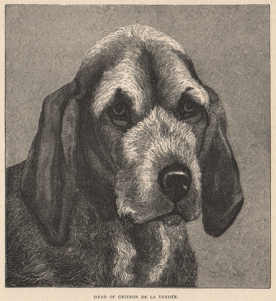DOGS. Head of Griffon de la Vendée 1881 old antique vintage print picture