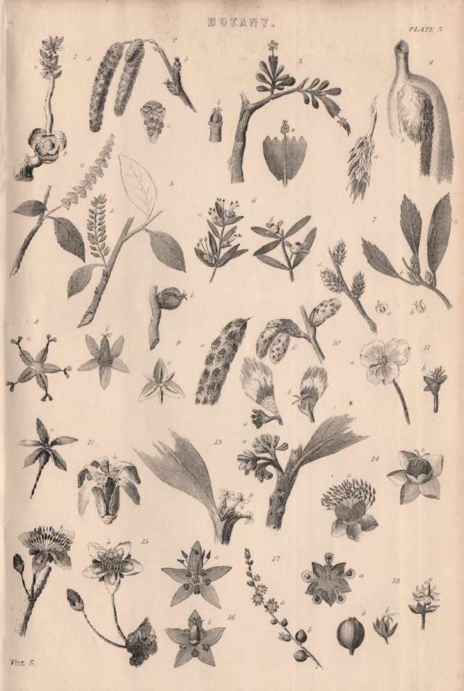 Associate Product Botany. Types of flower V 1880 old antique vintage print picture