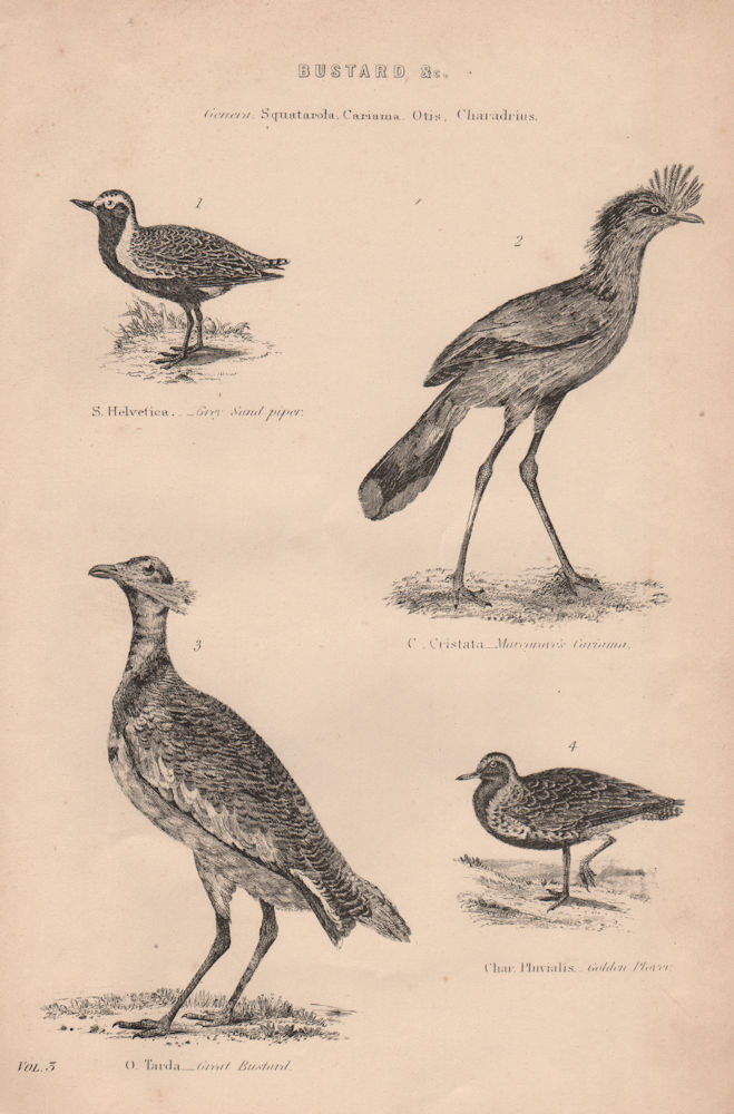 BUSTARDS. Grey sand piper. Marcarve's Cariama. Great Bustard. Golden Plover 1880