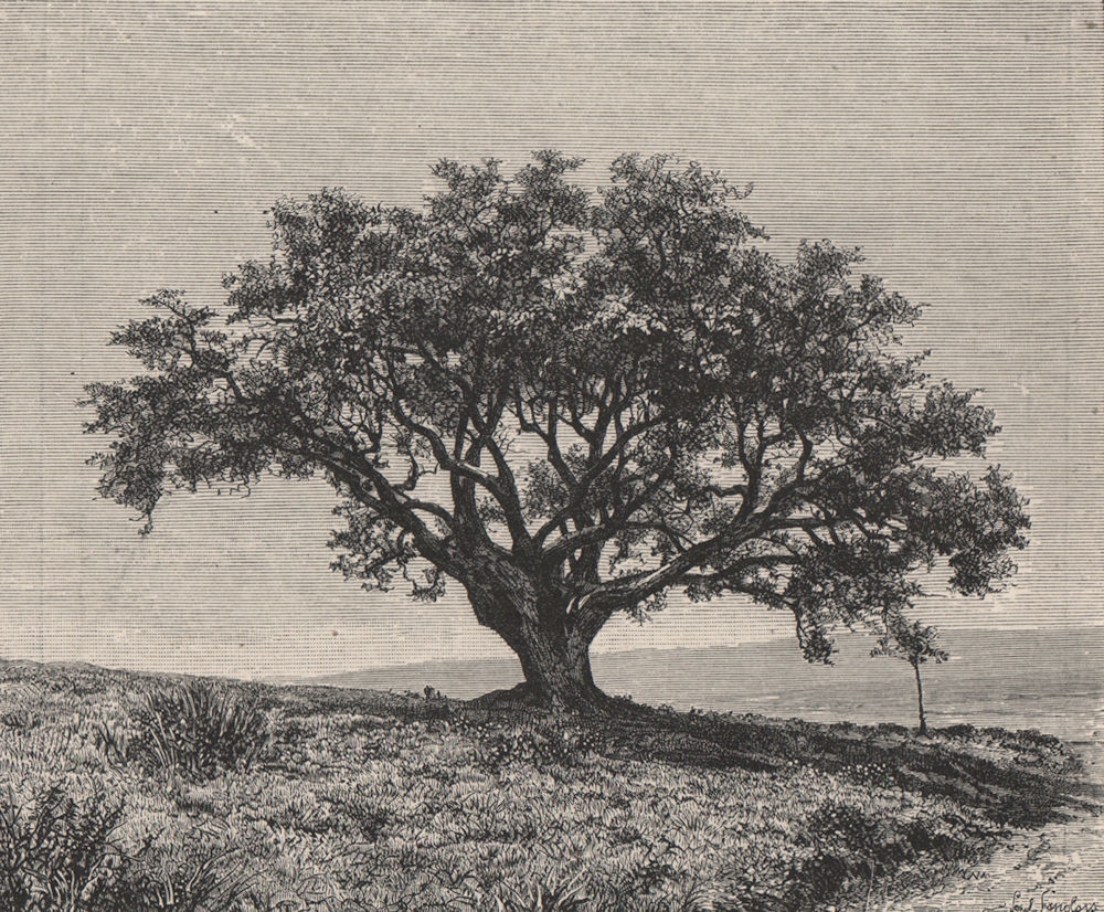 Associate Product Cork-Tree of Fernana, Jendouba, Tunisia 1885 old antique vintage print picture