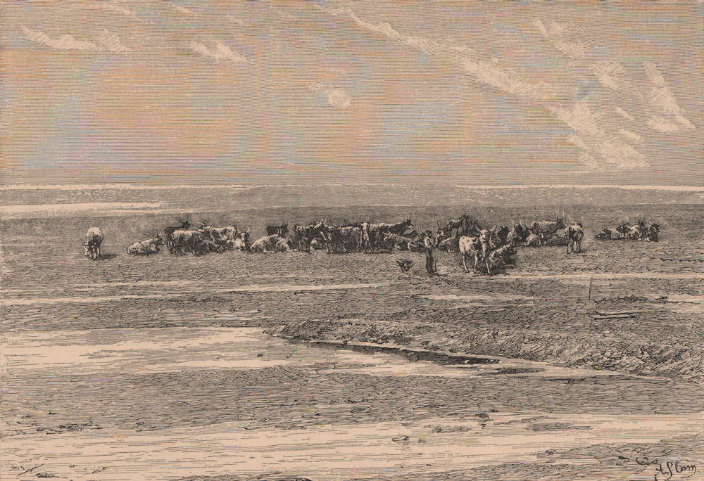 Associate Product View taken at Walvis Bay. Namibia. Damara and Namaqua Lands 1885 old print