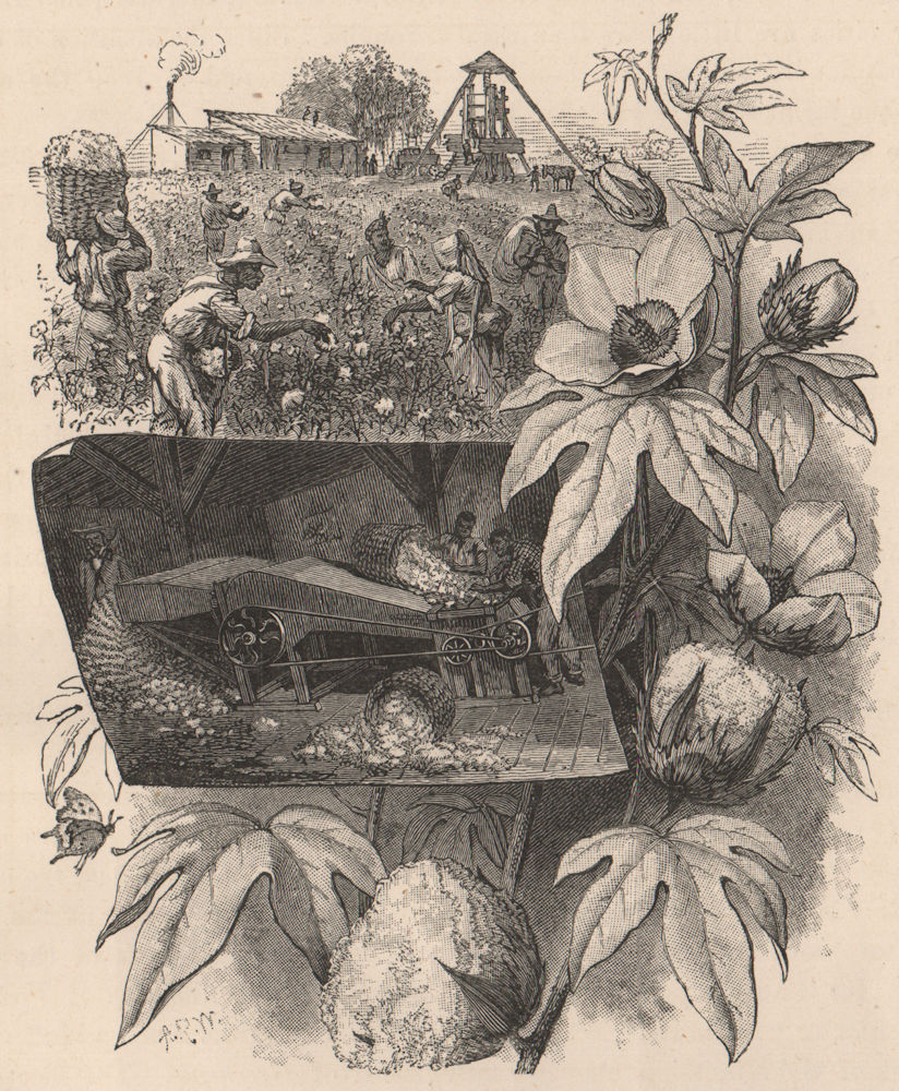 Cotton. The plant The Bloom The Boll. Picking ginning pressing. Alabama 1885