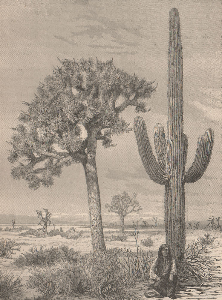 Arizona landscape - Wax Cactus and Yuccas 1885 old antique print picture