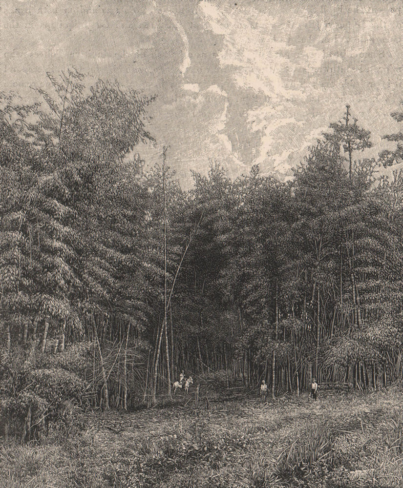 Associate Product Landscape in south Guatemala - Bamboo Jungle. Central America 1885 old print