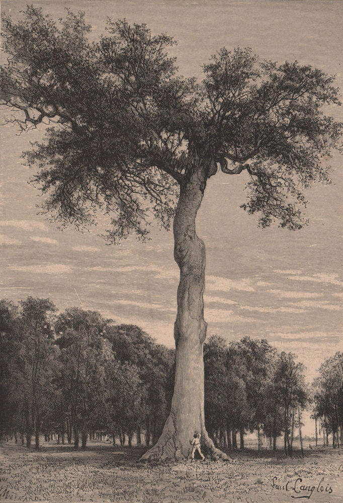Ceiba tree. Central America 1885 old antique vintage print picture